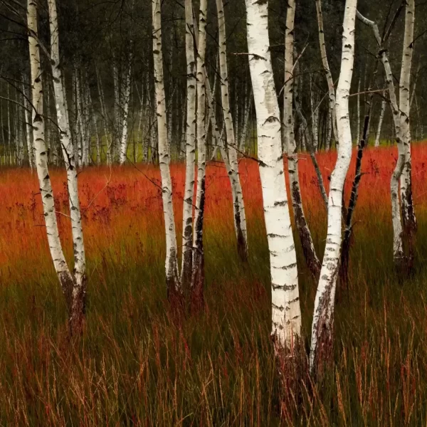 Šuma breza slika za zid