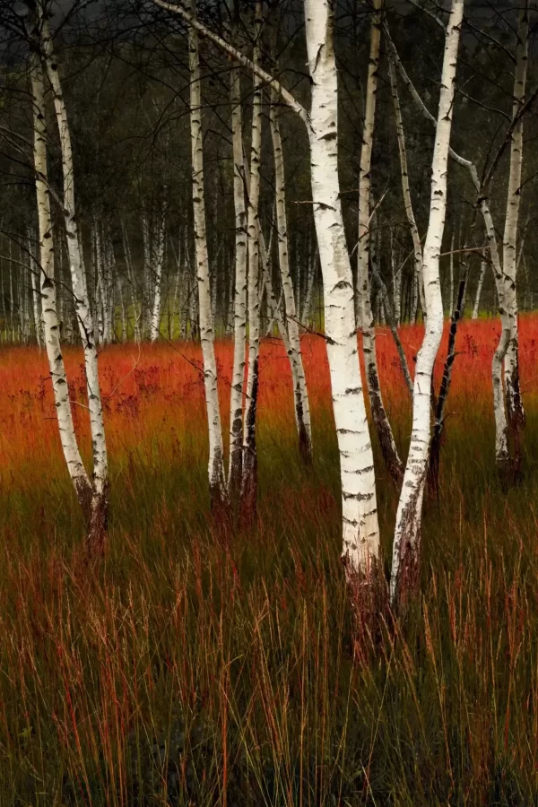 Šuma breza slika za zid