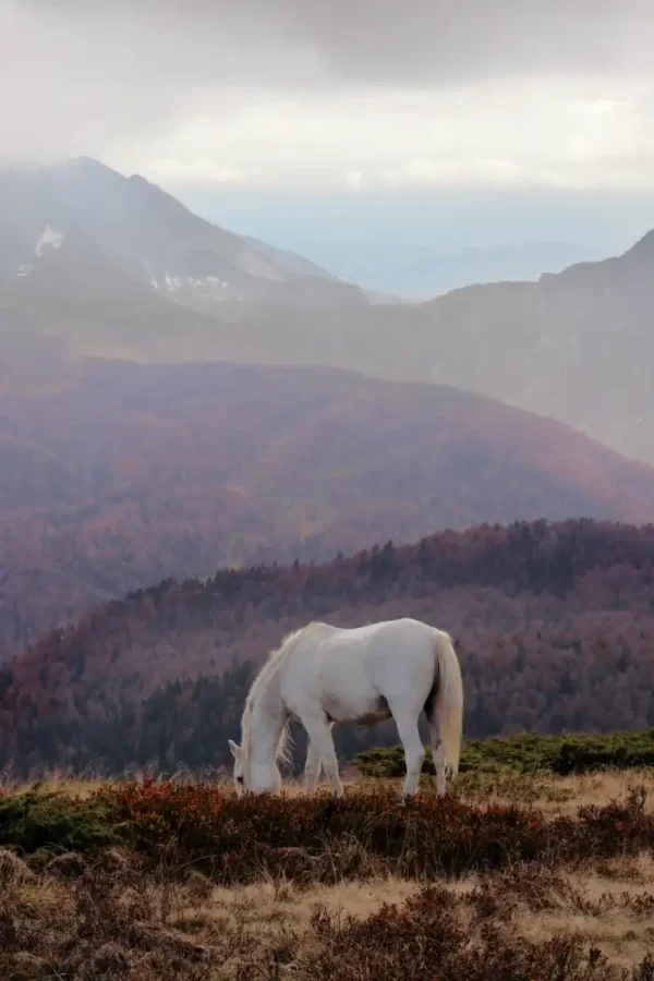 Slika za zid bijelog konja