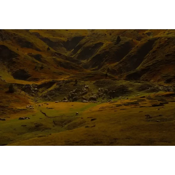 Fotografija stada ovaca na padinama planina