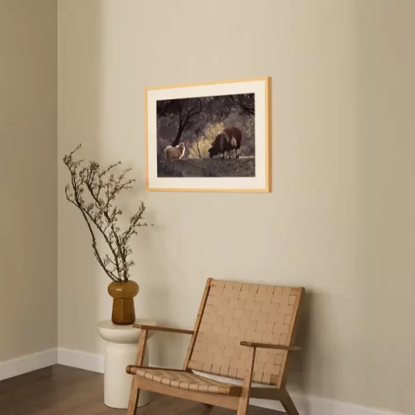 Bijela i smeđa na proplanku maslina - slika za zid medium