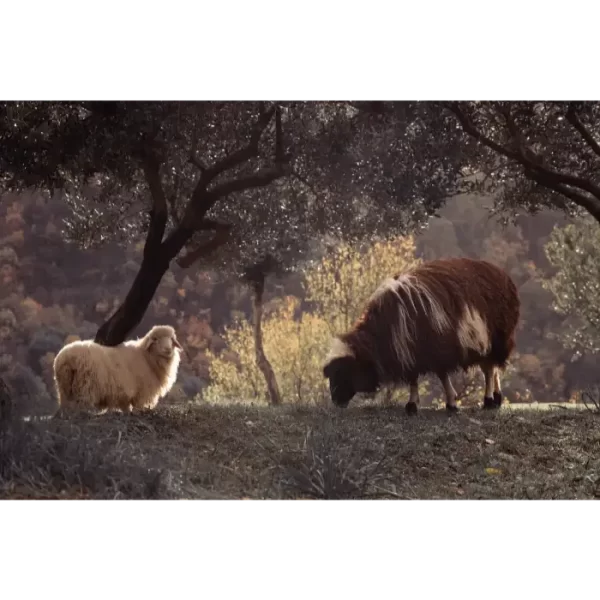 Bijela i smeđa na proplanku maslina.