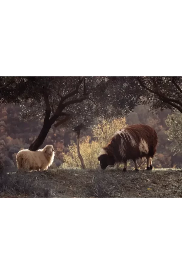 Bijela i smeđa na proplanku maslina.