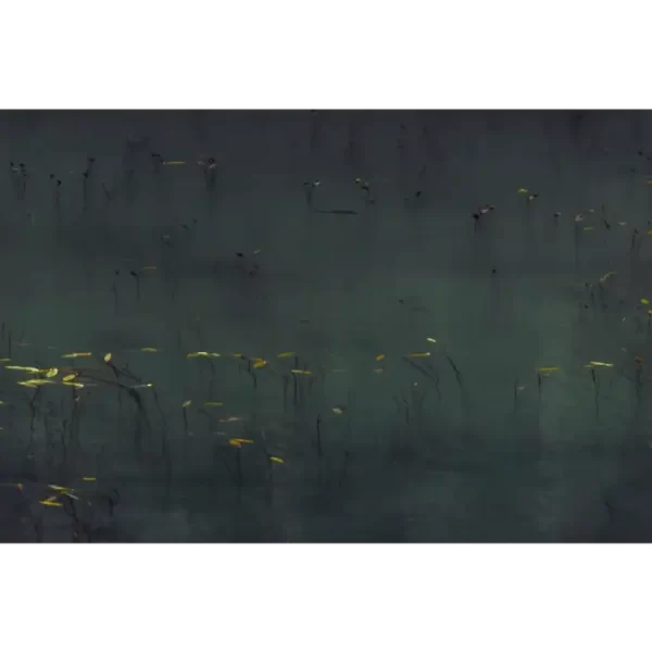 Listovi biljaka u Zminjem jezeru na Durmitoru.