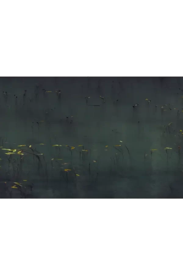 Listovi biljaka u Zminjem jezeru na Durmitoru.