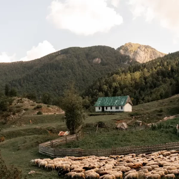 Karaula i stado ovaca na sjeveru Crne Gore.