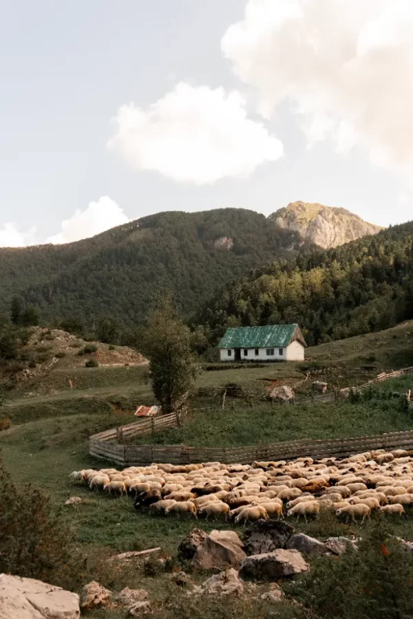 Karaula i stado ovaca na sjeveru Crne Gore.