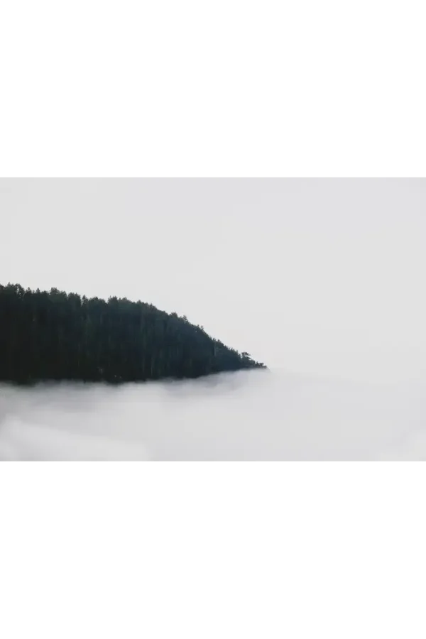 Fotografija šume koja nestaje u magli.