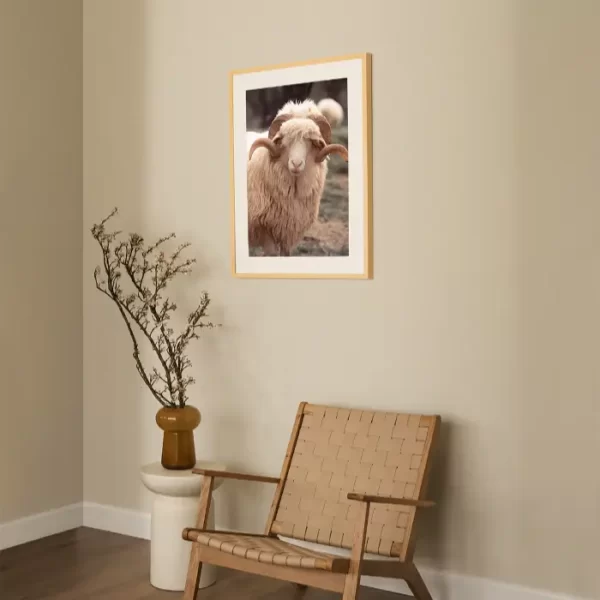 Bijeli ovan sa predivnim rogovima - slika na zidu medium