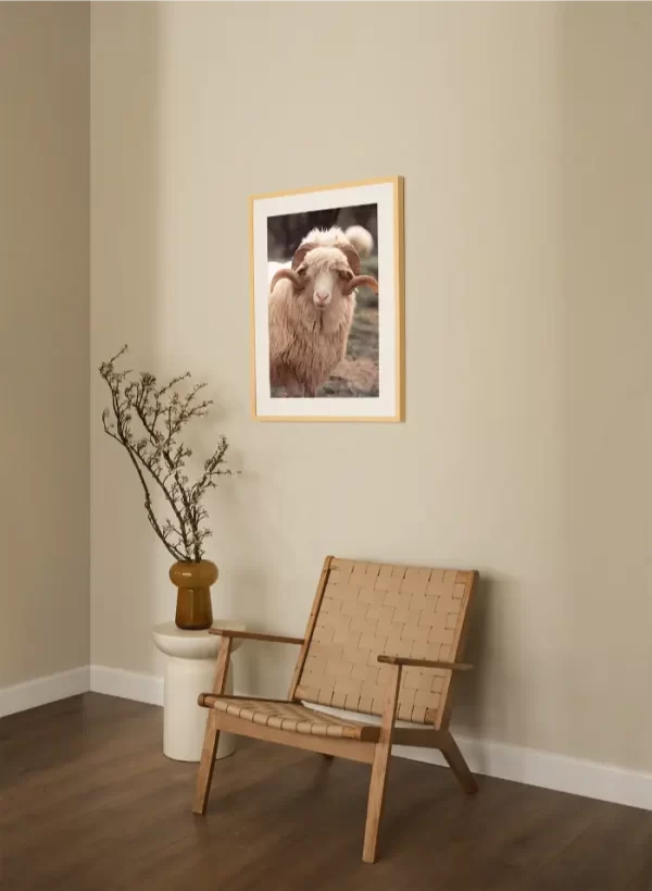 Bijeli ovan sa predivnim rogovima - slika na zidu medium