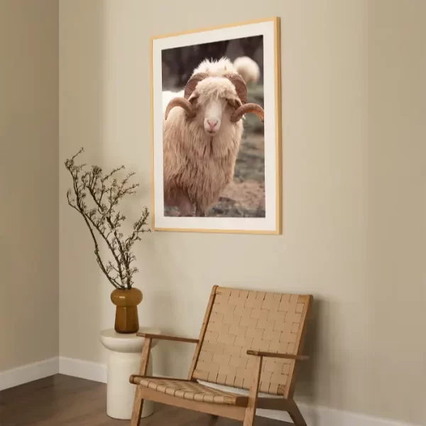 Bijeli ovan sa predivnim rogovima - slika na zidu large