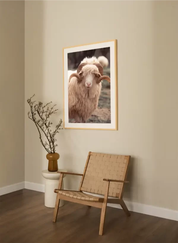 Bijeli ovan sa predivnim rogovima - slika na zidu large