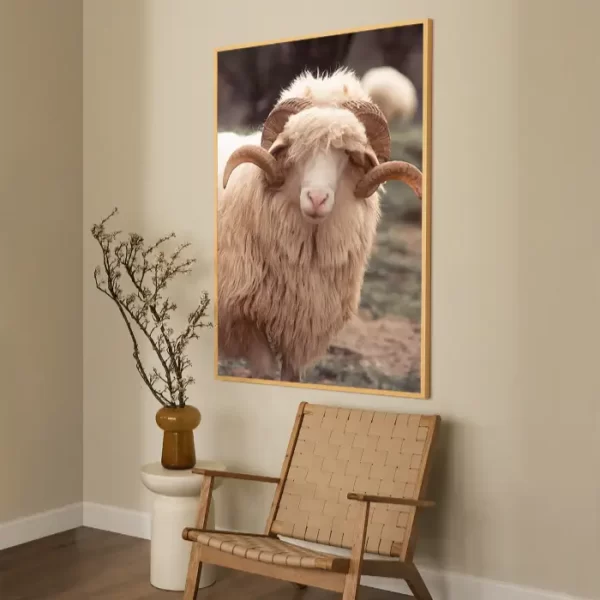 Bijeli ovan sa predivnim rogovima - slika na zidu x large