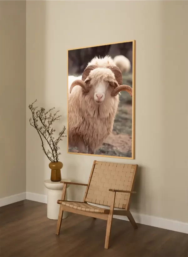 Bijeli ovan sa predivnim rogovima - slika na zidu x large