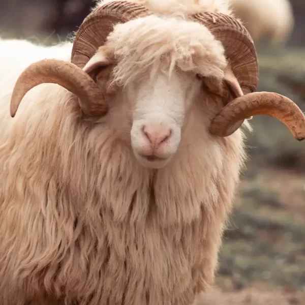 Bijeli ovan sa predivnim rogovima.