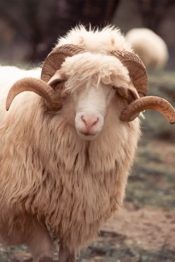 Bijeli ovan sa predivnim rogovima.