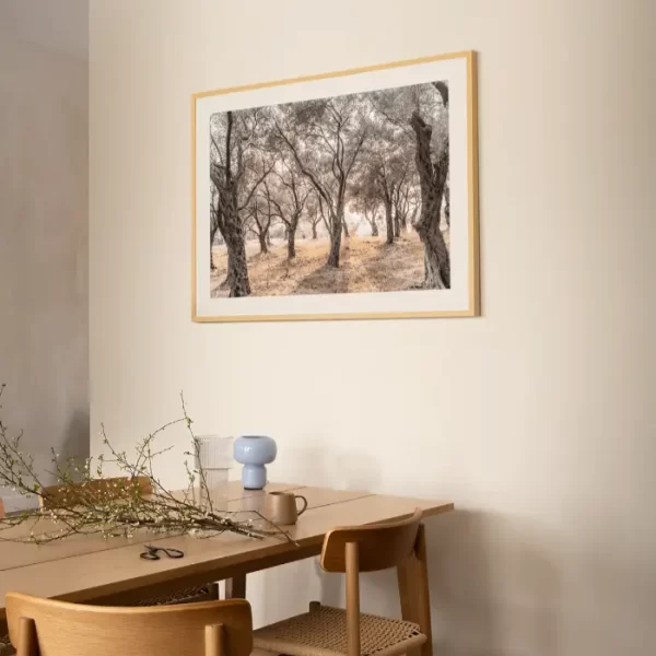 Šuma maslina sa obale Jadrana - slika za zid large