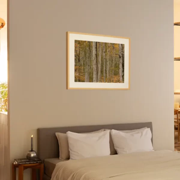 Prašuma Biogradske gore - slika na zidu sobe u medium