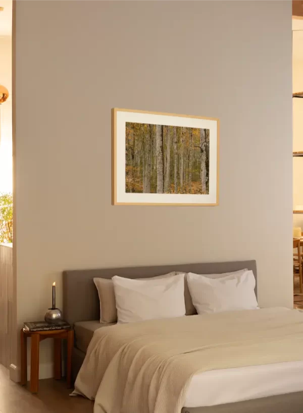 Prašuma Biogradske gore - slika na zidu sobe u medium