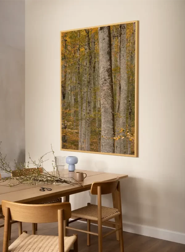 Prašuma Biogradske gore - slika na zidu trpezarije u x large