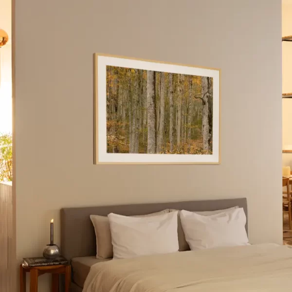 Prašuma Biogradske gore - slika na zidu sobe u large