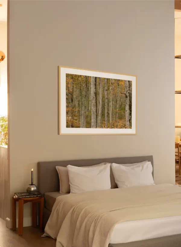 Prašuma Biogradske gore - slika na zidu sobe u large