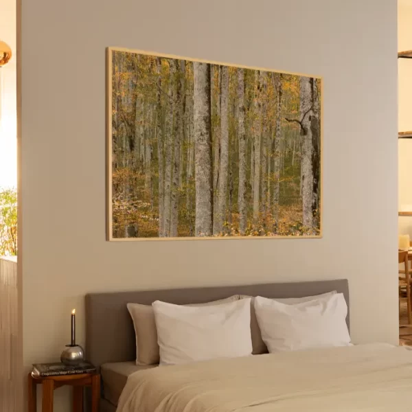 Prašuma Biogradske gore - slika na zidu sobe u x large