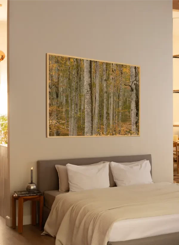 Prašuma Biogradske gore - slika na zidu sobe u x large