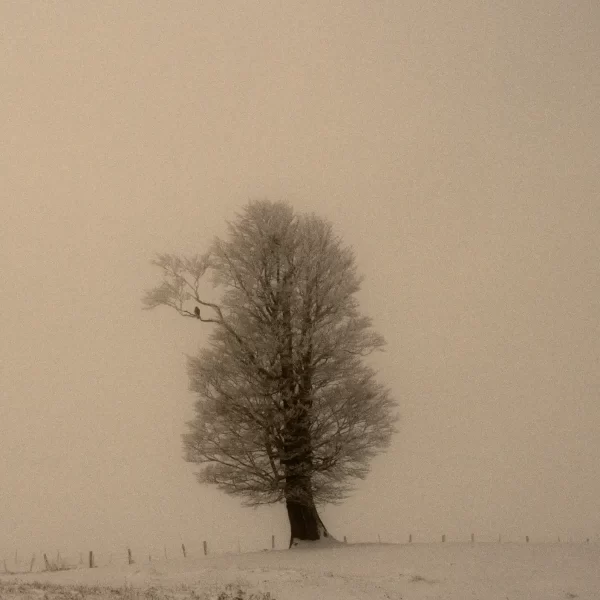 Soko na usamljenom drvetu, na grani koja je odvojena malo od ostatka visokog drveta, dok je površina zemlje prekrivena snijegom
