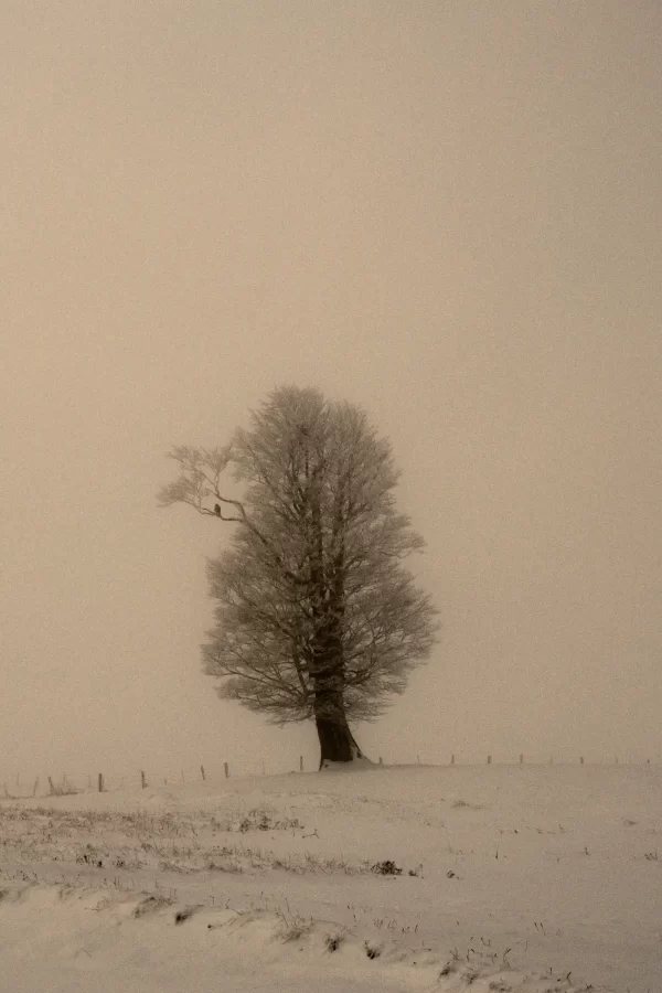 Soko na usamljenom drvetu, na grani koja je odvojena malo od ostatka visokog drveta, dok je površina zemlje prekrivena snijegom