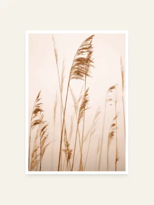 Trava u toplim tonovima - slika za zid