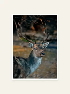 Jelen gleda u kameru - slika za zid