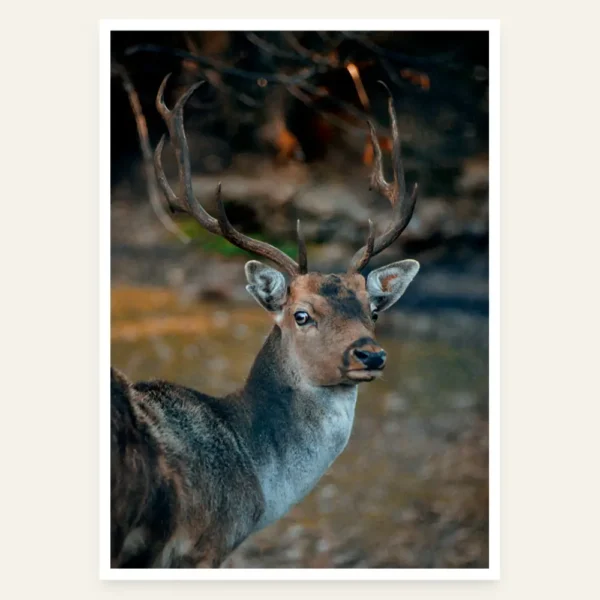 Jelen gleda u kameru - slika za zid