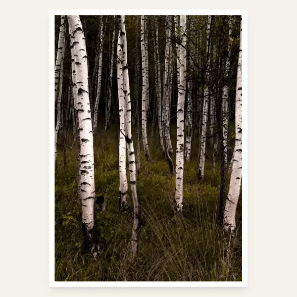 Brezova šuma - slika za zid