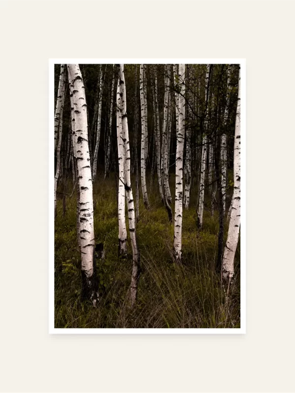 Brezova šuma - slika za zid