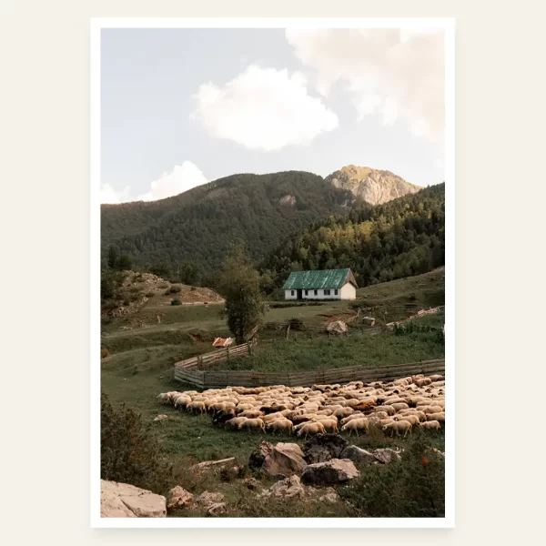 Stado ovaca i kuća u pozadini - slika za zid