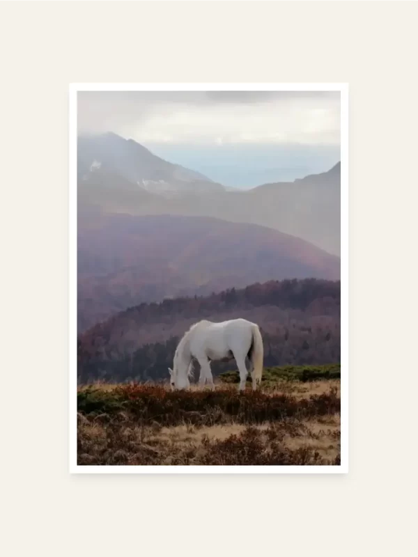Bijeli konj pase na planini - slika za zid