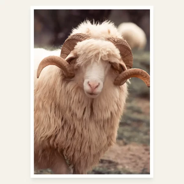 Bijeli ovan - slika za zid