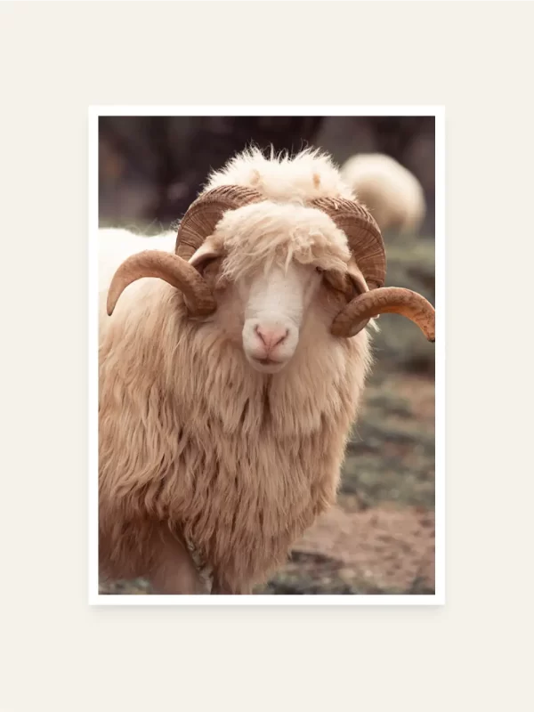 Bijeli ovan - slika za zid