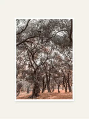 Maslinjak Valdanos u portretu - slika za zid