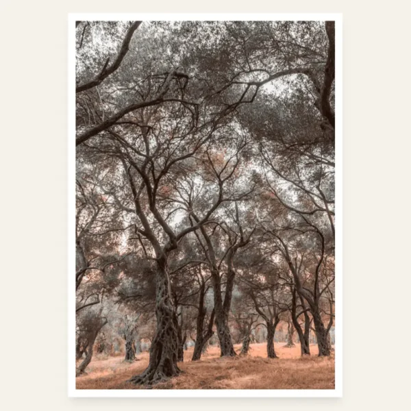 Maslinjak Valdanos u portretu - slika za zid