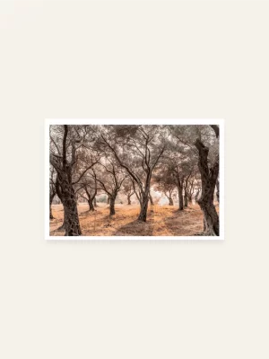 Maslinjak Valdanos - slika za zid