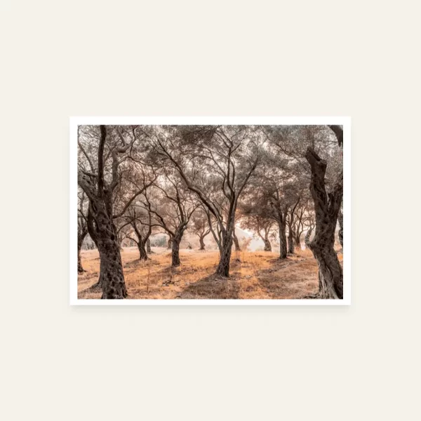 Maslinjak Valdanos - slika za zid