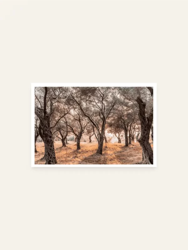 Maslinjak Valdanos - slika za zid