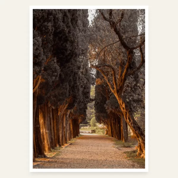 Prolaz čempresa na Miločeru - slika za zid