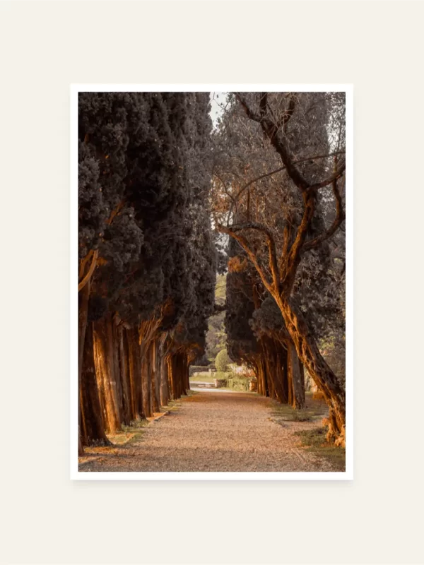 Prolaz čempresa na Miločeru - slika za zid