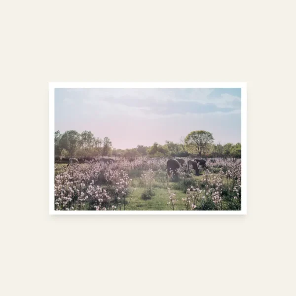 Krave u polju cvijeća - slika za zid