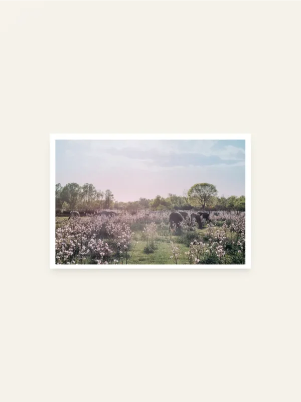 Krave u polju cvijeća - slika za zid