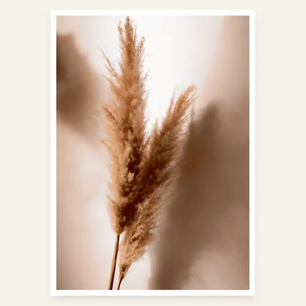 Pampas trava - slika za zid