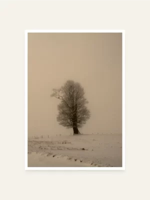 Soko na drvetu prekrivenom snijegom - slika za zid